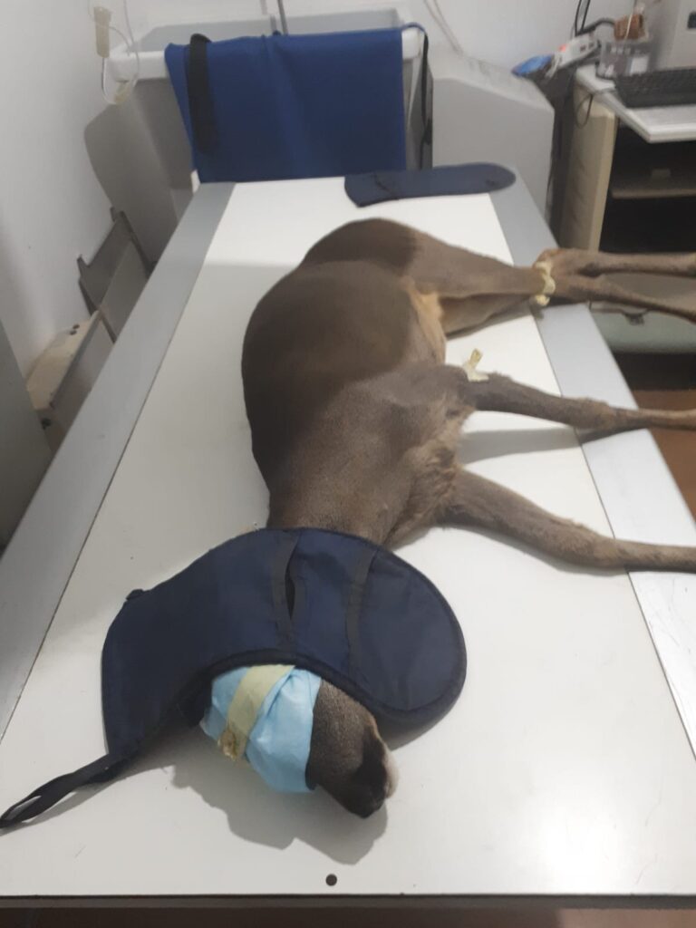 Soccorso cucciolo di capriolo