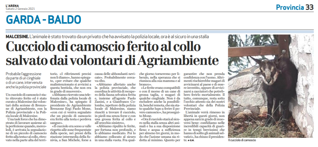 Dicono di noi. L’Arena del 02/01/2020 “Cucciolo di camoscio ferito al collo salvato dai volontari di Agriambiente