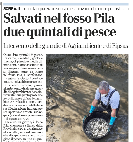 Dicono di noi. L’Arena del 30/03/2021 “Salvati nel fosso Pila due quintali di pesce Intervento delle guardie di Agriambiente e di Fipsas”
